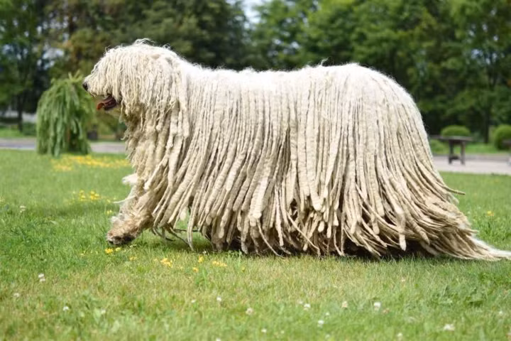 Chó chăn cừu Hungary: Loài chó này có thể nặng tới 45kg và có một bộ lông rất dày để thích nghi với khí hậu khắc nghiệt.