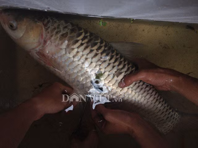 Giải mã loài cá lạ "cứ ăn vào là say như uống rượu" - Hình 2 Giai ma loai ca la