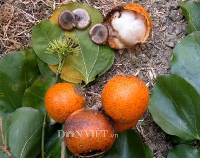 Giải mã loài cá lạ "cứ ăn vào là say như uống rượu" - Hình 3 Giai ma loai ca la