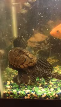Ca 
