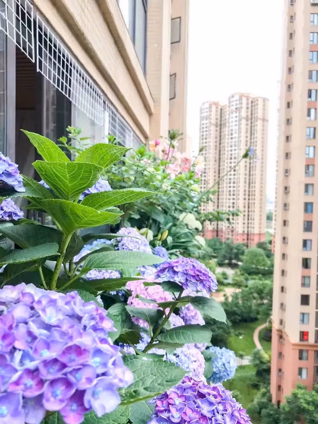 4 khu vườn ban công khép kín khiến bạn 'mê mẩn' - Hình 3 4 khu vuon ban cong khep kin khien ban 'me man'-Hinh-3
