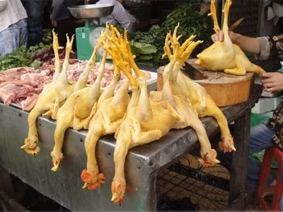Nhiều người sử dụng hóa chất "Vàng Ô" để tạo màu vàng cho gà. (Ảnh minh họa)