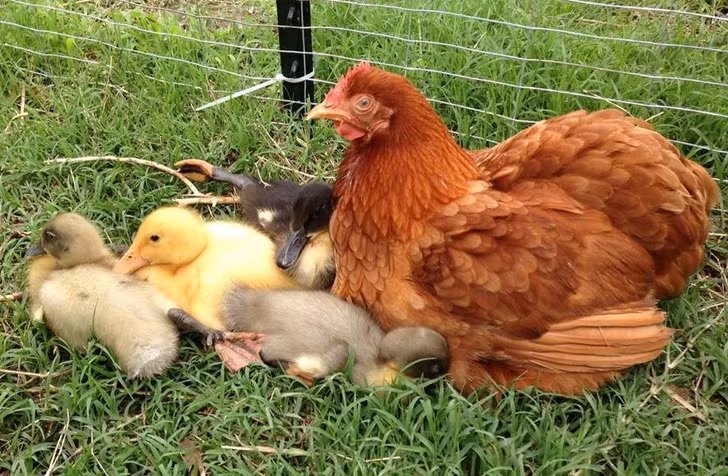 Chăm sóc cho đàn vịt con không quản ngại khó khăn, gà mái tận tâm như một người mẹ thực thụ.