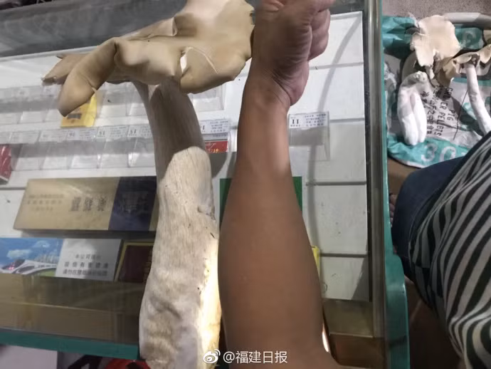 Nấm khổng lồ mọc trong phòng ngủ vô cùng kỳ quặc - Hình 4 Nam khong lo moc trong phong ngu vo cung ky quac-Hinh-4