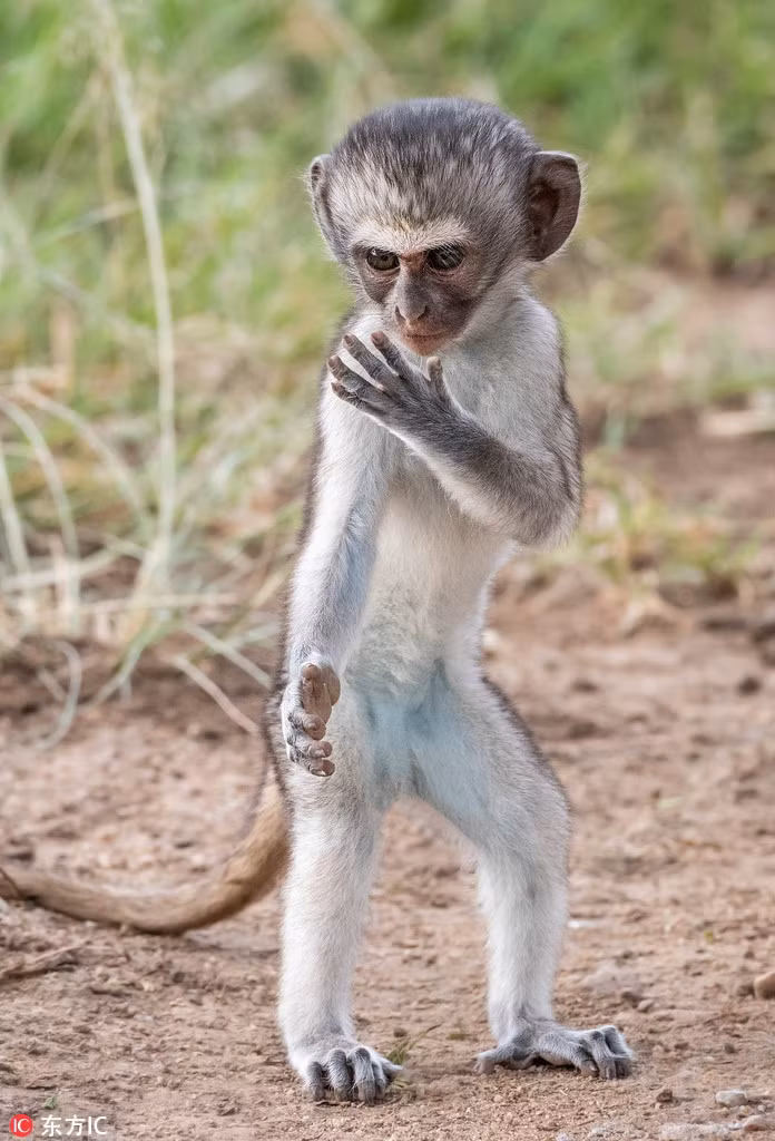 Thích thú khỉ nhỏ thực hiện động tác kungfu như võ sư Thich thu khi nho thuc hien dong tac kungfu nhu vo su