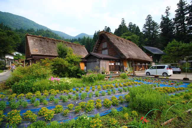 Hiện ngôi làng Shirakawa-go còn hơn 100 ngôi nhà mang phong cách kiến trúc Gassho-zukuri với tuổi đời khoảng 300 năm tuổi.