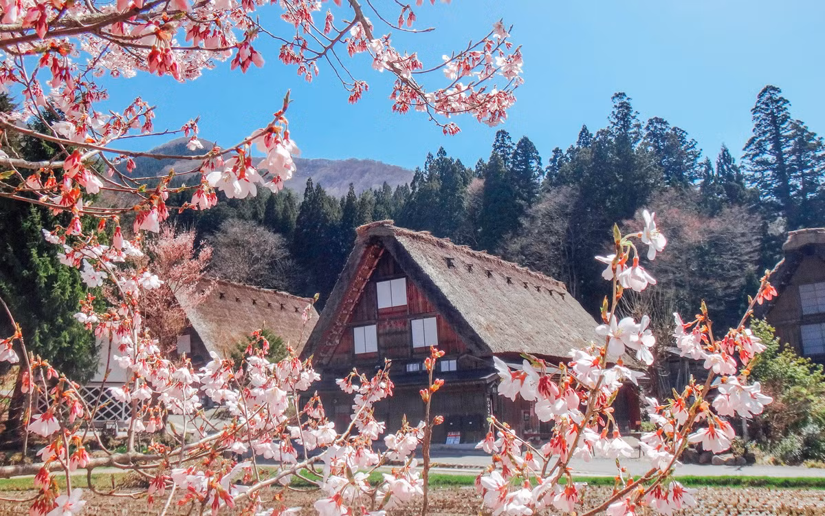 Vào năm 1995, UNESCO công nhận toàn bộ quần thể làng Shirakawa-go là Di sản văn hóa thế giới. Mời độc giả xem video: Ngôi làng xa hoa bậc nhất không có ô tô. Nguồn: VTC14