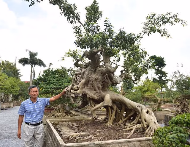 Cay sanh co “Thanh Giong cuoi ngua” co the cuc ky hiem