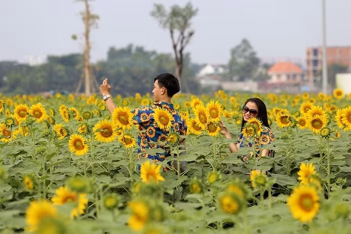 Hoa được trồng thành hàng lối, ở giữa có lối đi giúp du khách tham quan có thể dễ dàng len lỏi vào trong để tạo dáng chụp ảnh.