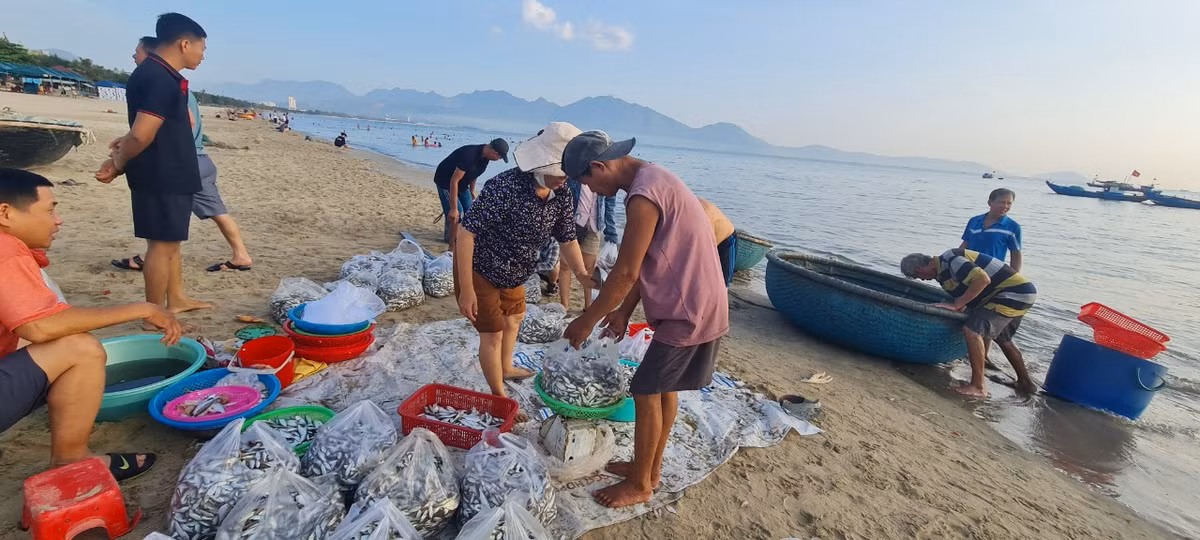 Ngư dân nhanh tay cân cá đổ vào bao để giao cho các thương lái.