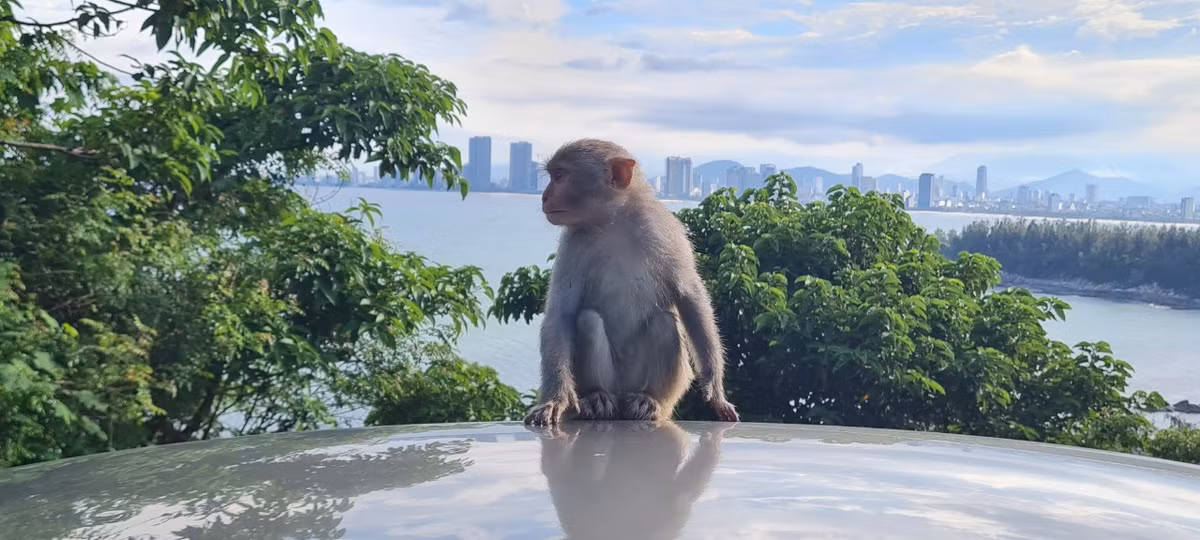 Vài năm trở lại đây, dạo quanh bán đảo Sơn Trà có thể thấy từng đàn khỉ tràn ra đường để kiếm ăn. Chúng dạn dĩ leo cả trên nóc xe ô tô của du khách.