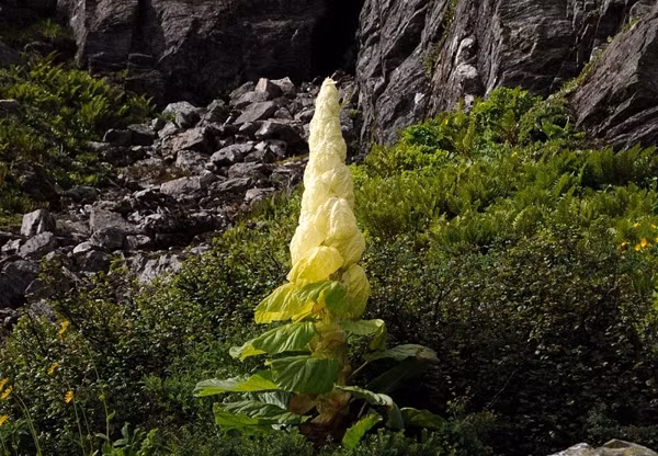 Loại cây này, còn được gọi là Sikkim rhubarb, là một loài cây thân gỗ sống lâu năm có nguồn gốc từ dãy Himalaya, mọc cao đến hơn một mét.