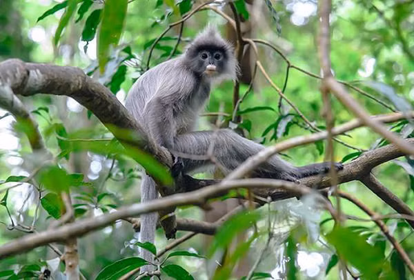 Một số nghiên cứu cho rằng chúng được coi là một loài riêng biệt với danh pháp khoa học là Trachypithecus crepusculus, danh pháp đồng nghĩa Presbytis crepusculus. Số lượng của loài này ở Việt Nam không còn nhiều. Mức độ đe dọa ở bậc V (sắp nguy cấp, số lượng còn rất ít).