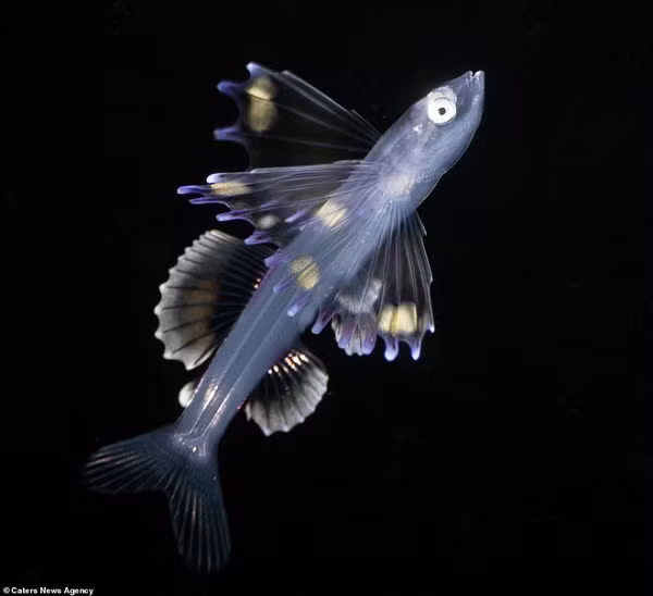 Cá nhện abyssal, là một loài cá ba chân sâu, một loài cá tầng đáy sống dưới đáy Đại Tây Dương.