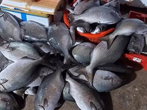 Hiện nay, ở một số vùng biển miền Trung - nơi có đời sống du lịch nhộn nhịp như Lý Sơn (Quảng Ngãi), Nha Trang (Khánh Hòa), cá tà ma là một trong những món đặc sản được mọi người yêu thích.