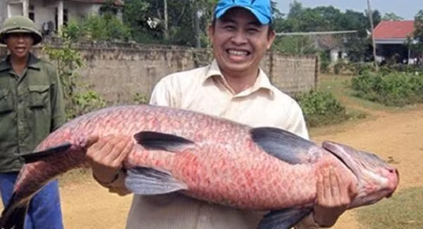 Anh Trần Quốc An ở TP.Vinh, Nghệ An đã câu được con cá trắm nặng 36kg.