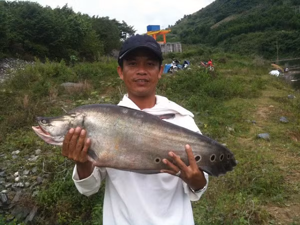 Anh Đỗ Ngọc Thọ (38 tuổi, thị trấn Trà My, huyện Bắc Trà My, Quảng Nam) đã câu được con cá thác lác nặng tới 7kg (cá nặng như này rất hiếm) ở lòng hồ thủy điện Sông Tranh 2.