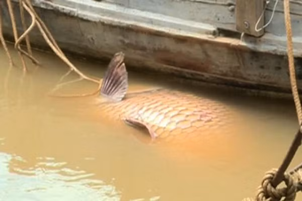 Ông Nguyễn Văn Nghĩa (40 tuổi, ngụ ấp Phú Hòa, xã An Phước, huyện Mang Thít, tỉnh Vĩnh Long) thả lưới trên sông Cổ Chiên đã may mắn bắt được con cá hô có màu vàng nặng 125,5 kg.