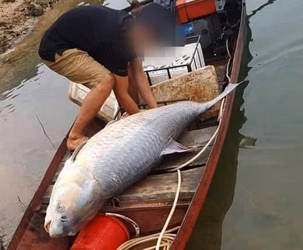 Một nhóm ngư dân chuyên đánh bắt cá ở hồ Thác Bà sau thời gian khoảng hơn 1 giờ thả lưới đã bắt được một con cá trắm đen nặng 61kg, dài 1,5m.