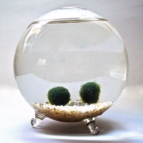 Bể cá sẽ sinh động và lạ mắt hơn khi có những cây “quả rêu”. Đây là một loại tảo hình cầu và sống dưới nước. Giá quả rêu này khoảng 60.000-180.000 đồng, tùy dạng và bình đựng kèm theo. (Ảnh: Emdep)