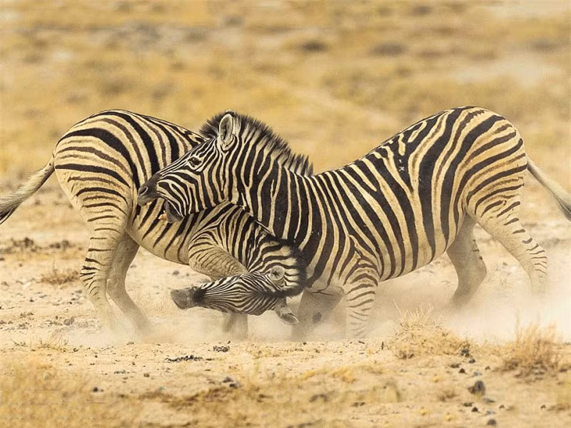 Vì cạnh tranh lãnh thổ tại hồ nước Salvadora tại Công viên quốc gia Etosha ở Namibia mà hai con ngựa vằn đực đã nổi giận và lao vào tấn công đối thủ. Hai con ngựa vằn đứng thẳng trên đôi chân của chúng để cổ gắng cắn vào cổ đối phương. 
