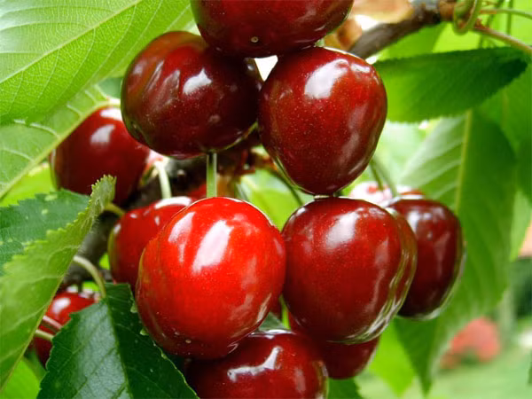 Anh đào. Quả anh đào rất được nhiều người yêu thích và sử dụng rộng rãi trong nấu ăn, sản xuất rượu, hoặc ăn sống. Loại quả này được biết đến là “anh em” với họ mận, mơ, đào. Tuy nhiên, ít người biết rằng hạt anh đào có chứa hợp chất độc nguy hiểm hydrogen cyanide. Tử vong do ăn anh đào rất hiếm nhưng chúng ta tuyệt đối không được nuốt hoặc nhai hạt của chúng.