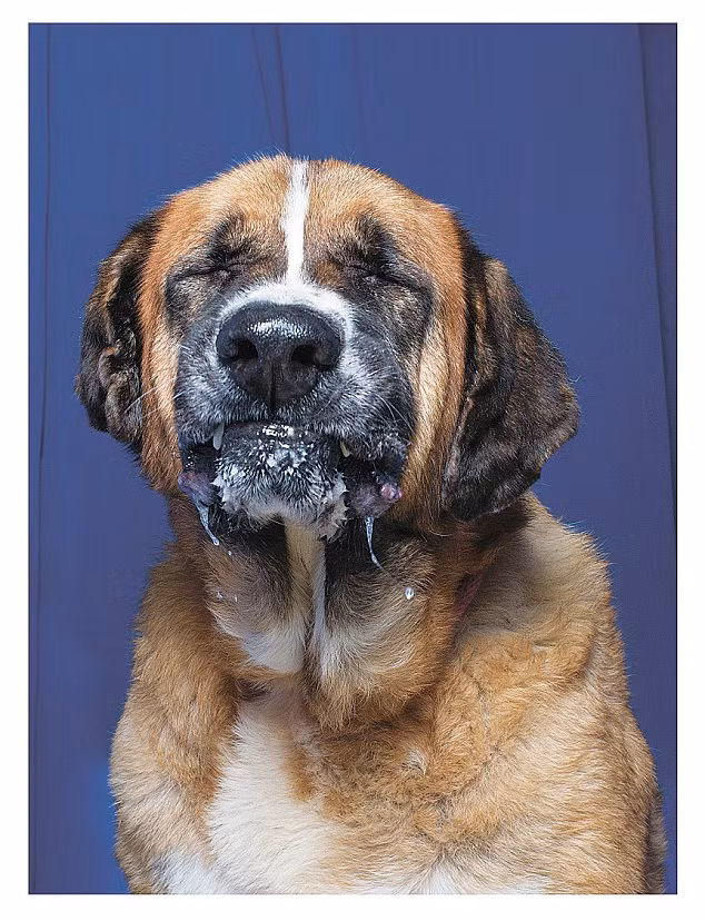 Chú chó nhỏ John St Bernard không thể ngừng chảy nước dãi. Có vẻ như chú ta đã uống tất cả các loại rượu mạnh.