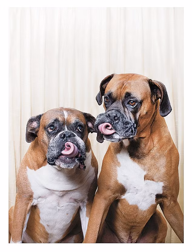 Cặp đôi uốn lưỡi: Boxers Walter và Leon tạo dáng nghịch ngợm với chiếc lưỡi.