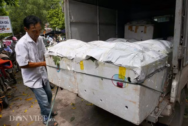 Mỗi ngày có hàng trăm xe tải kéo về mua hàng, rồi chở đi tiêu thụ khắp mọi miền đất nước. Trong ảnh là một xe tải chuẩn bị vận chuyển na về Thanh Hoá.