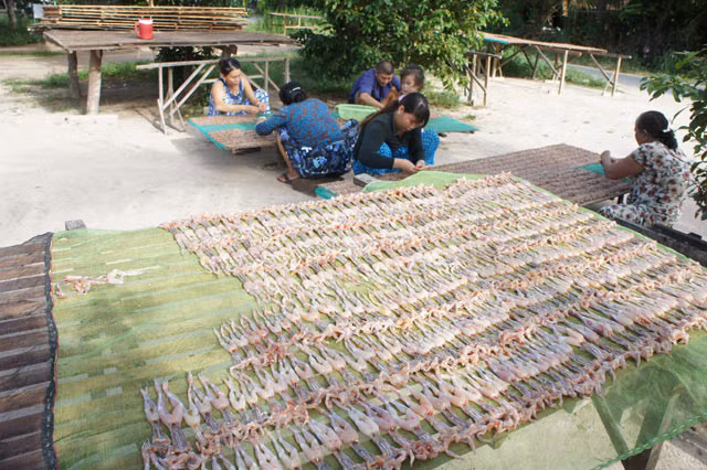 Công đọan phơi khô nhái rất công phu vì phải sắp xếp từng con ngay ngắn giống như tạo hình để khi nhái khô lại thì mới “đạt chuẩn vũ nữ chân dài”.
