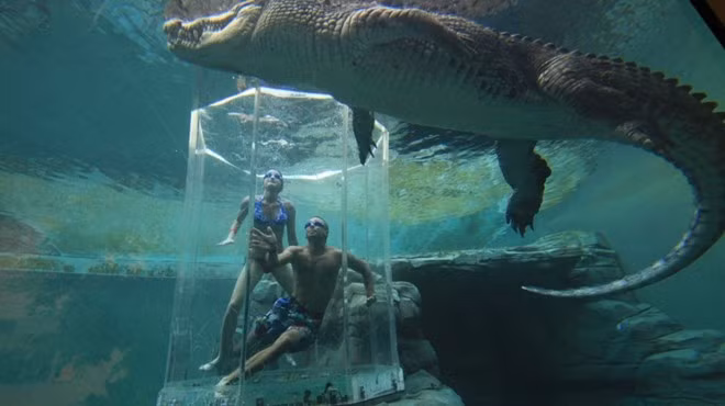 Crocosaurus Cove, Australia: Điểm thiết kế nổi bật của công viên này là một chiếc lồng kính ở giữa bể cá sấu hung dữ. Tới đây, du khách sẽ có cơ hội bơi cùng những con cá sấu nước mặn khổng lồ, nổi tiếng về độ hung dữ. Bạn sẽ được đưa vào trong lồng kính, hạ xuống bể và quan sát chúng ăn mồi.