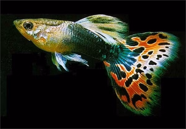 Tờ báo về cá lâu năm bậc nhất của Mỹ, Tropical Fish Hobbyist, số tháng 3/2004 chỉ đích danh cá bảy màu là loài cá nguy hiểm nhất hành tinh.