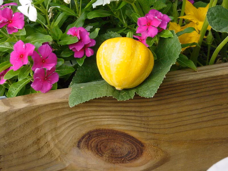 Khác với các giống bí cho quả to khác, bí đao chanh (Lemon Squash) lại có kích thước hình tròn nhỏ, hình dáng và màu sắc giống như những quả chanh.