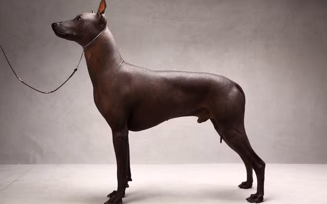 Chihuahuas và Xoloitzcuintli là 2 giống chó phổ biến nhất Mexico và các nước châu Mỹ La Tinh. Loài chó này rất đặc biệt vì thân mình nhẵn nhụi, không có lông phủ ngoài.