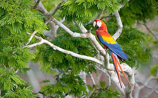 Loài vẹt Macaw được săn lùng ở nhiều quốc gia trên thế giới vì chúng có sắc màu rực rỡ và “biệt tài” bắt chước. Tuy nhiên, loài vật này hiện nay đã bị cấm buôn bán và được bảo tồn trong môi trường sống tự nhiên.