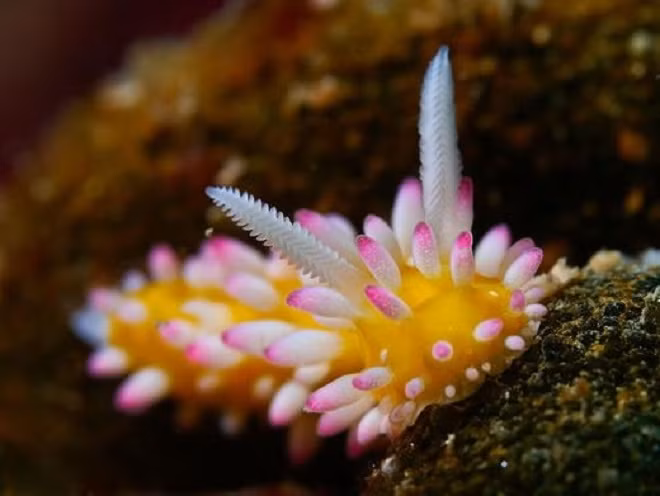 Loài sên Cadlinella Ornatissima nhìn rất đáng yêu.