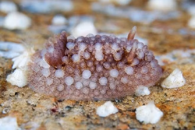 Đây là loài sên biển Onchidoris Bilamellata, cơ thể của chúng như có vô vàn cây nấm nhỏ mọc lên.