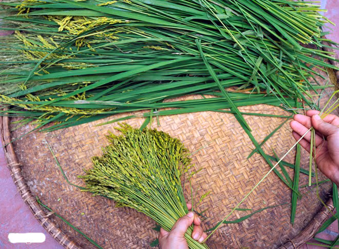 Mùa thu Hà Nội không thể thiếu cốm. Các làng nghề bắt đầu tất bật ngày đêm sản xuất cốm.