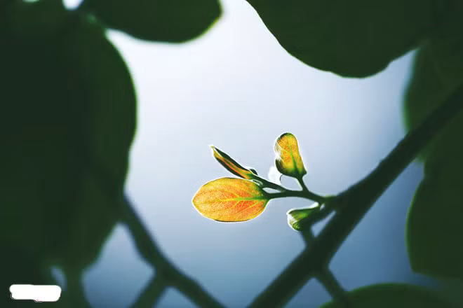 Lá trổ vàng và nảy mầm non.