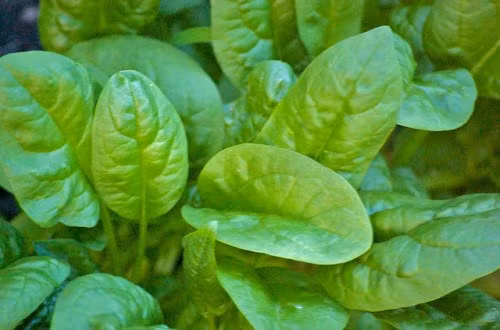 Rau bina( rau chân vịt): Rau bina rất giàu zeaxanthin và lutein carotenoid, sắt thúc đẩy sự trẻ trung và thay đổi màu đáng kể cho đôi mắt. Hàm lượng magie, kali, vitaminA, folate và axit alpha-lipoic, giúp ngăn chặn sự căng thẳng ung thư, hen suyễn và giảm huyết áp cao.