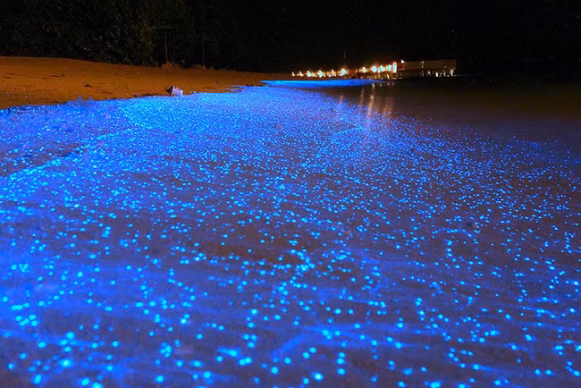 Bãi biển Maldives lấp lánh thực vật phù du.