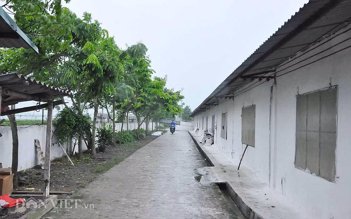 Đường chạy bao quanh: Các khu đường chạy trong trang trại được đổ bê tông, phủ mát bằng không gian xanh của các tán cây sấu, sưa. Với việc thiết kế chuồng nuôi theo kiểu tầng cao này không chỉ đảm bảo không khí thoáng đãng, an toàn dịch bệnh mà còn tiết kiệm được chi phí đầu tư về dịch bệnh, giảm được nhân công đi rất nhiều so với cách nuôi truyền thống.