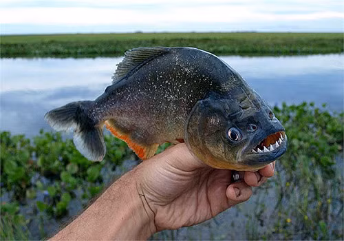 Piranha bụng đỏ, loài cá ăn thịt vô cùng hung dữ và bầy đàn, xé xác con mồi đến khi còn trơ xương.