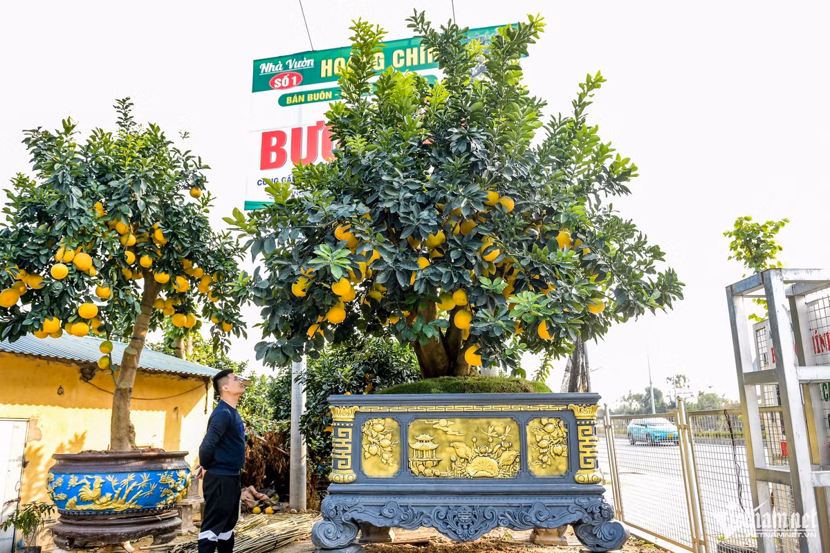 Tác phẩm bưởi cảnh “Ngai vàng” được nhà vườn dự kiến bán ra với giá 500 triệu đồng. Anh Nguyễn Hoàng, khách chơi bưởi cảnh lâu năm, nhận xét: "Cây bưởi cảnh đẹp là cây có gốc già, to, lùn lực. Bóng tán cây cũng phải to, quả vàng bóng chín đều, lá xanh hút mắt". 