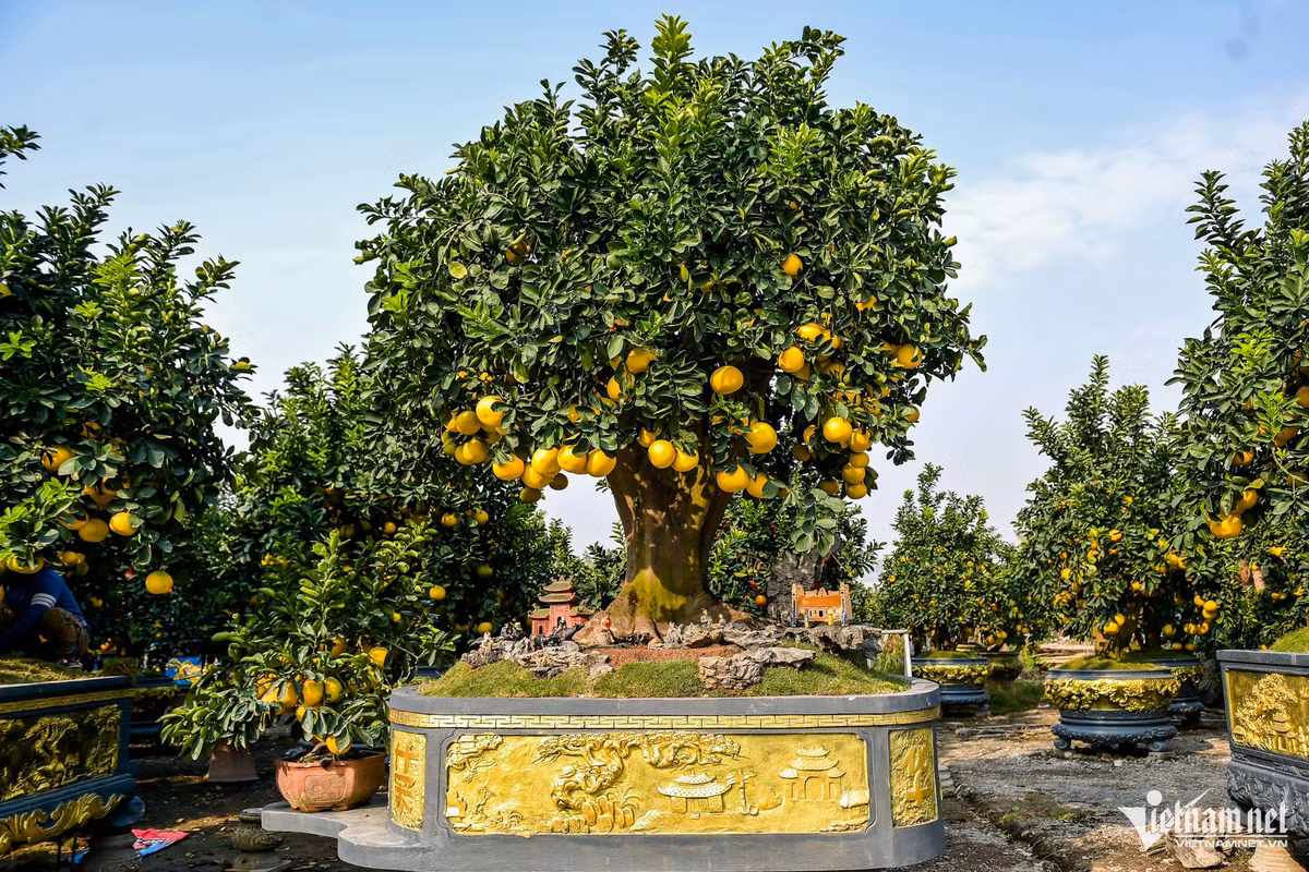 Một cây bưởi độc đáo khác trong vườn của anh Chính có tên gọi là “Cội nguồn quê hương”, được anh định giá 650 triệu đồng. Cây có thế dáng làng, bóng tán rộng, gợi hình ảnh cây đa cổ thụ che chở xóm làng.