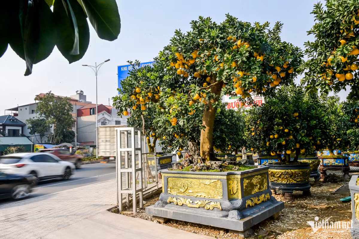 Cây bưởi gây ấn tượng bởi dáng trực thẳng, tay cành vươn tự nhiên như mái nhà che chở.