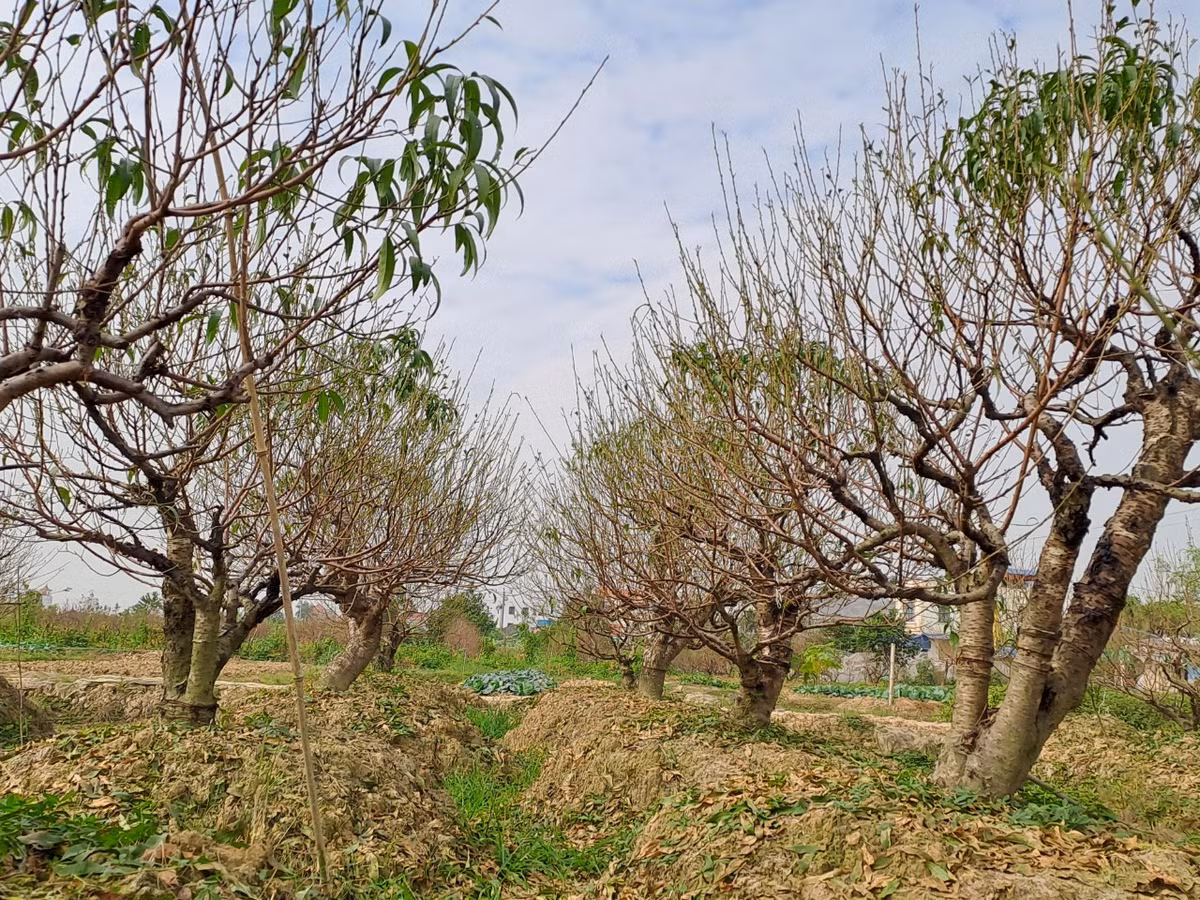 Những năm trước, sau vụ đào Tết, gia đình ông Thăng thu về vài trăm triệu. Mấy năm nay, do dịch Covid - 19, nên thu nhập từ việc trồng đào cũng giảm hẳn.