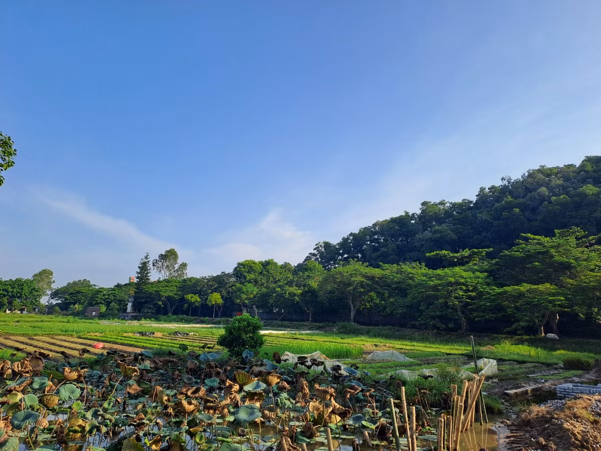 Chuyện kể rằng, ngày ấy trong làng có một chàng thanh niên tên Ngô Thái Cẩn, nhà nghèo, bố thì mất sớm còn mẹ lại ốm đau bệnh tật liên miên nên Ngô Thái Cẩn phải đi ở đợ để lấy tiền nuôi mẹ. Khi mẹ chết, ngay đến một đồng để ma chay cho mẹ cũng không có, cực chẳng đã Ngô Thái Cẩn phải cầm mảnh đất cùng căn nhà do tổ tiên để lại để lấy tiền lo tang lễ cho mẹ.