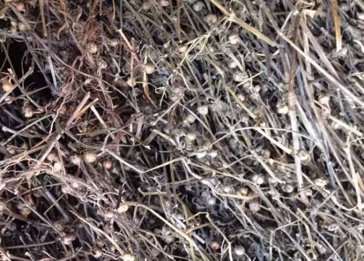 Cây mọc dại ví là “tiên thảo” được bán với giá đắt đỏ - Hình 3 Cay moc dai vi la “tien thao” duoc ban voi gia dat do-Hinh-3