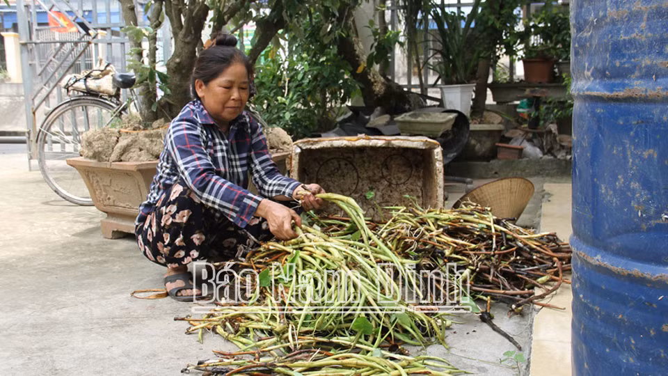 Trồng loại cây “đặc sản, nông dân Nam Định có của ăn của để - Hình 2 Trong loai cay “dac san, nong dan Nam Dinh co cua an cua de-Hinh-2